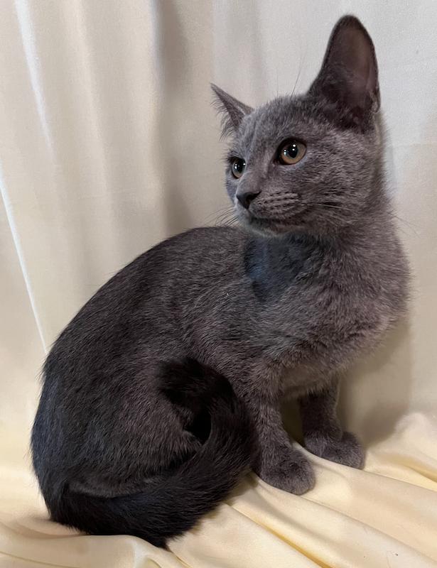 Enlarge Jenny, a Adopted Domestic Short Hair in Connelly Springs, NC image 4/5