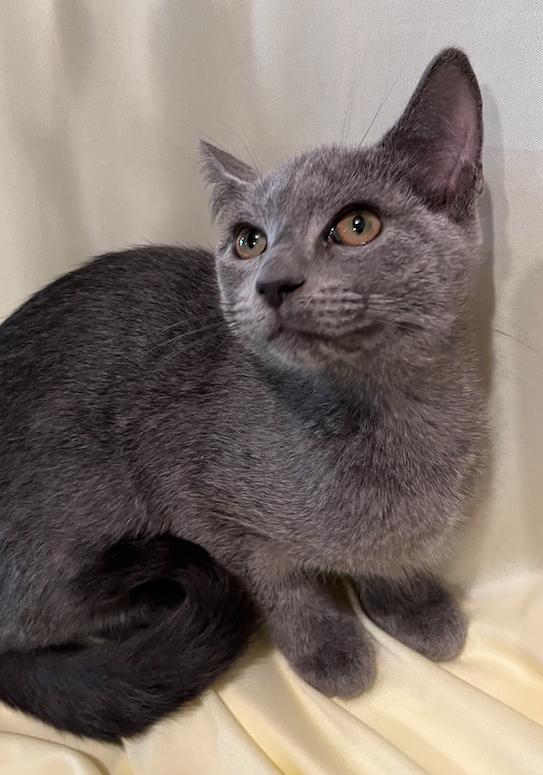 Enlarge Jenny, a Adopted Domestic Short Hair in Connelly Springs, NC image 5/5