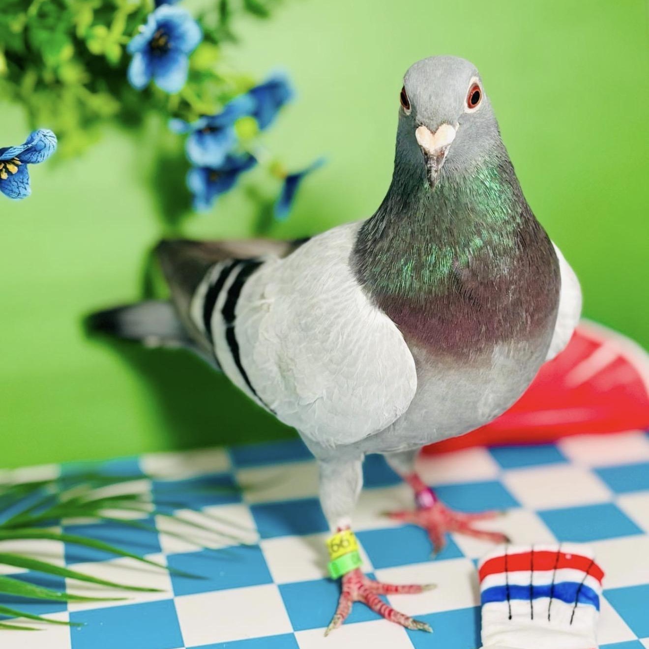 Enlarge Thin Mint, a ADOPTABLE Pigeon in Chicago, IL image 5/5