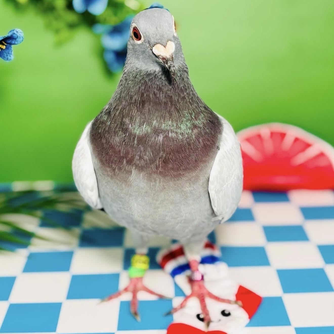 Enlarge Thin Mint, a ADOPTABLE Pigeon in Chicago, IL image 2/5