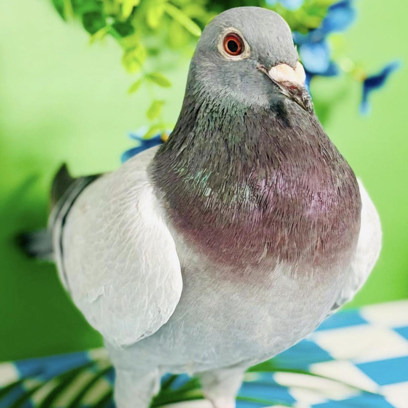 Enlarge Thin Mint, a ADOPTABLE Pigeon in Chicago, IL image 1/5