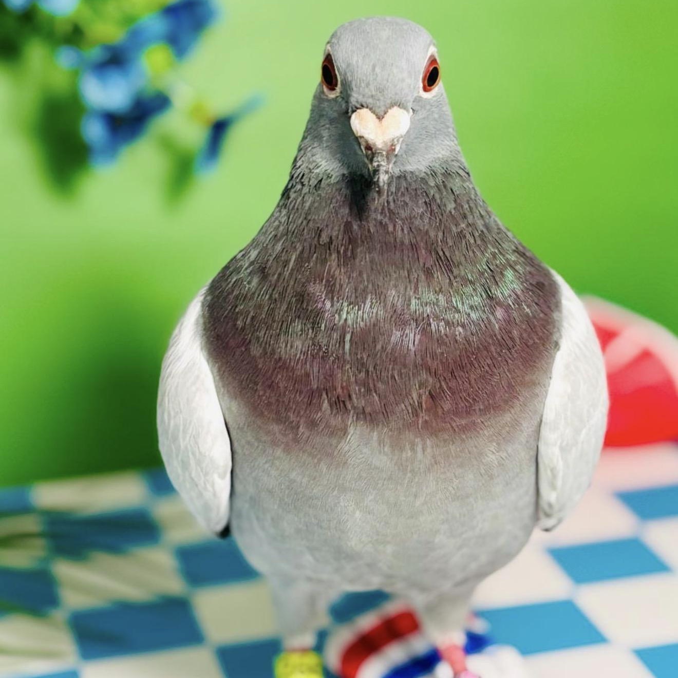 Enlarge Thin Mint, a ADOPTABLE Pigeon in Chicago, IL image 4/5