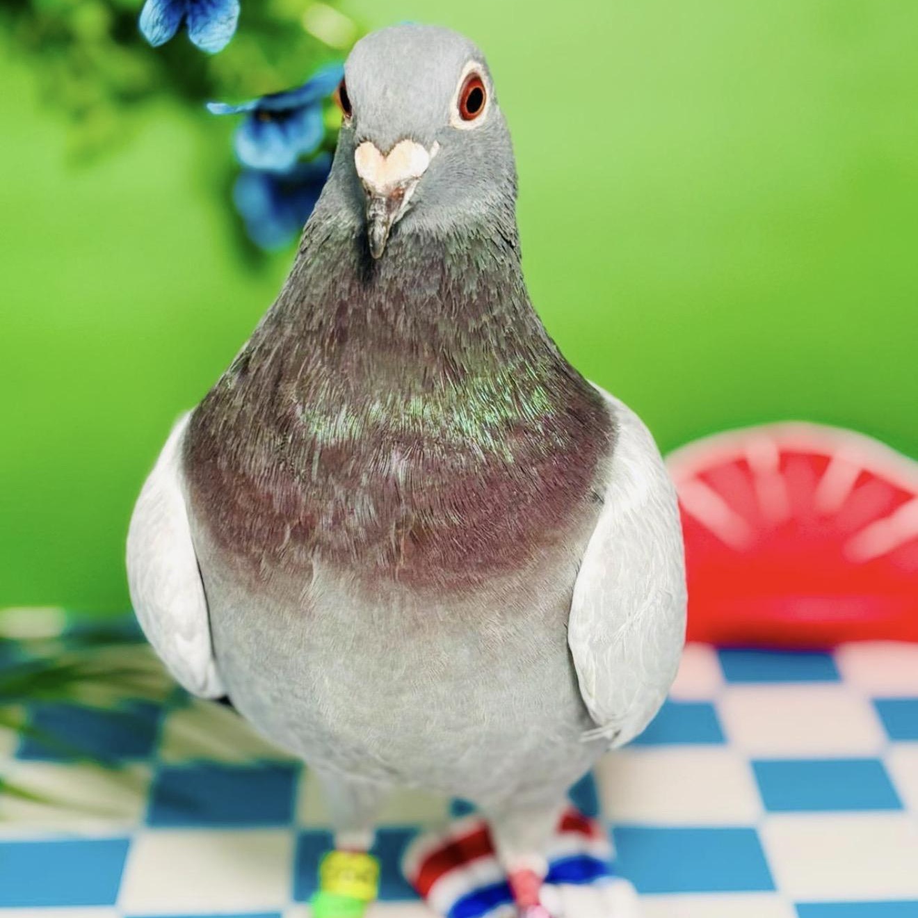 Enlarge Thin Mint, a ADOPTABLE Pigeon in Chicago, IL image 3/5