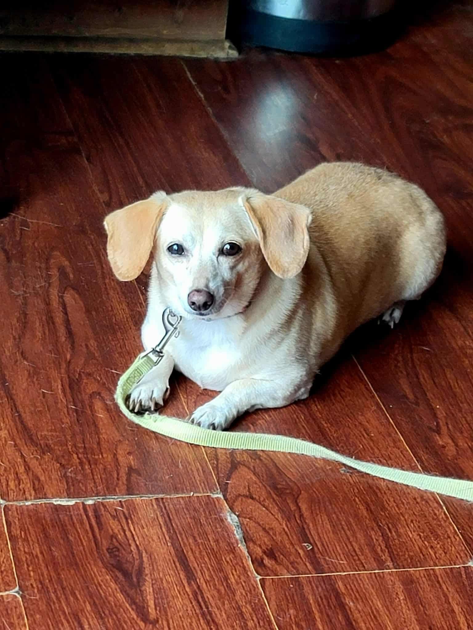 Bonnie, LOVE BUG!, Adopted, Senior Female Dachshund & Chihuahua.