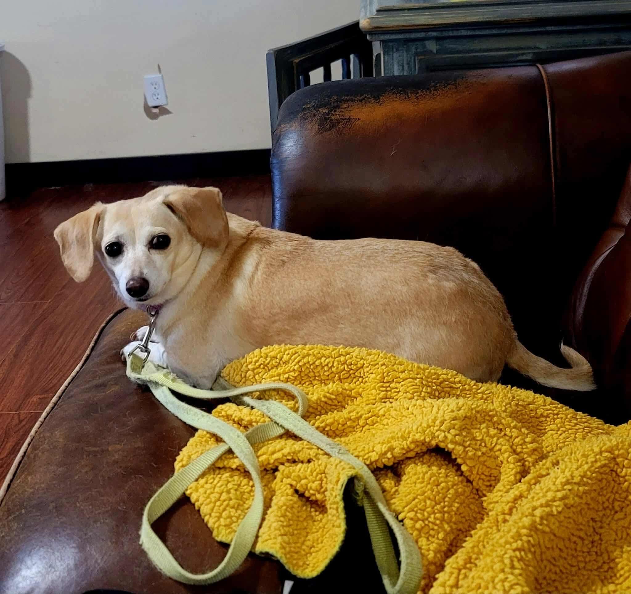 Bonnie, LOVE BUG!, a Adopted mixed breed in Mississauga, ON image 2/3