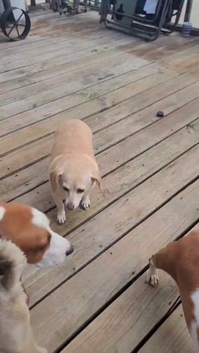 Enlarge Bonnie, LOVE BUG!, a Adopted mixed breed in Mississauga, ON video 3/3