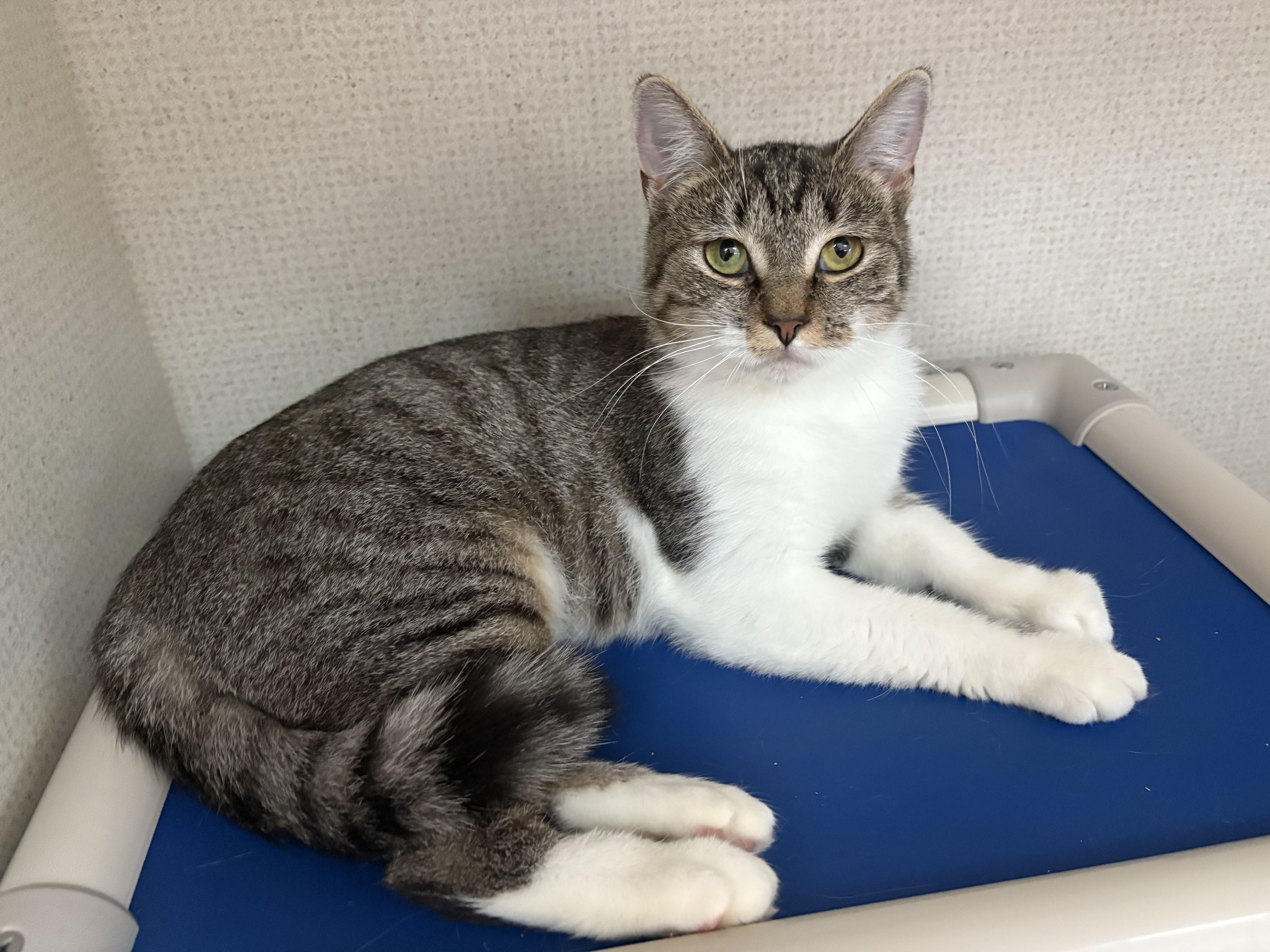 CANDI, a Adoptable Domestic Short Hair in Hamilton, NJ image 2/3