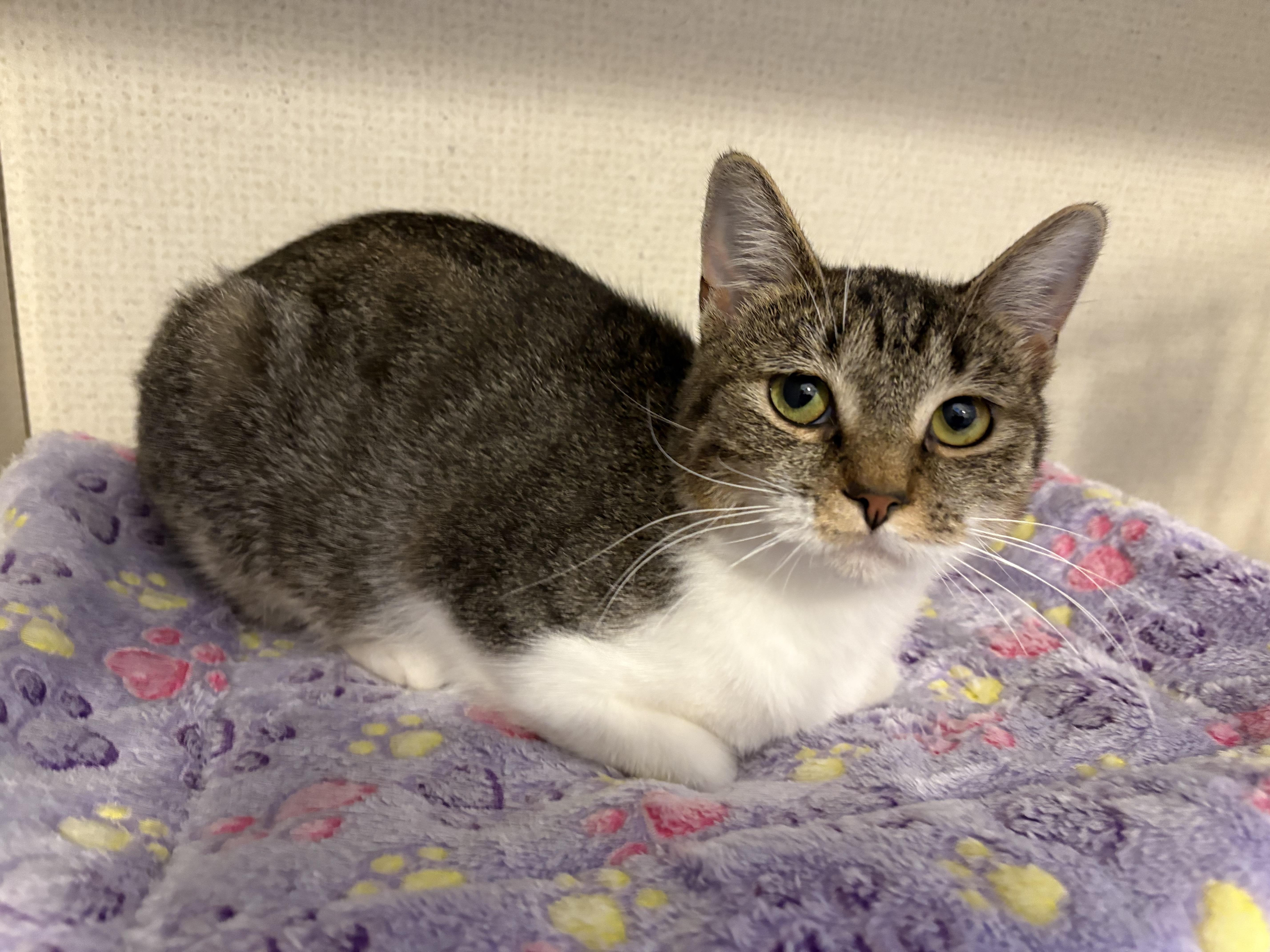CANDI, a Adoptable Domestic Short Hair in Hamilton, NJ image 3/3