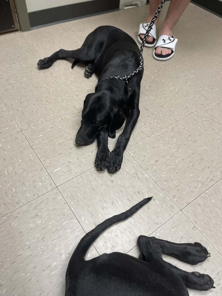 Caffery / Dante, Adoptable, Puppy Male Labrador Retriever & Mixed Breed.