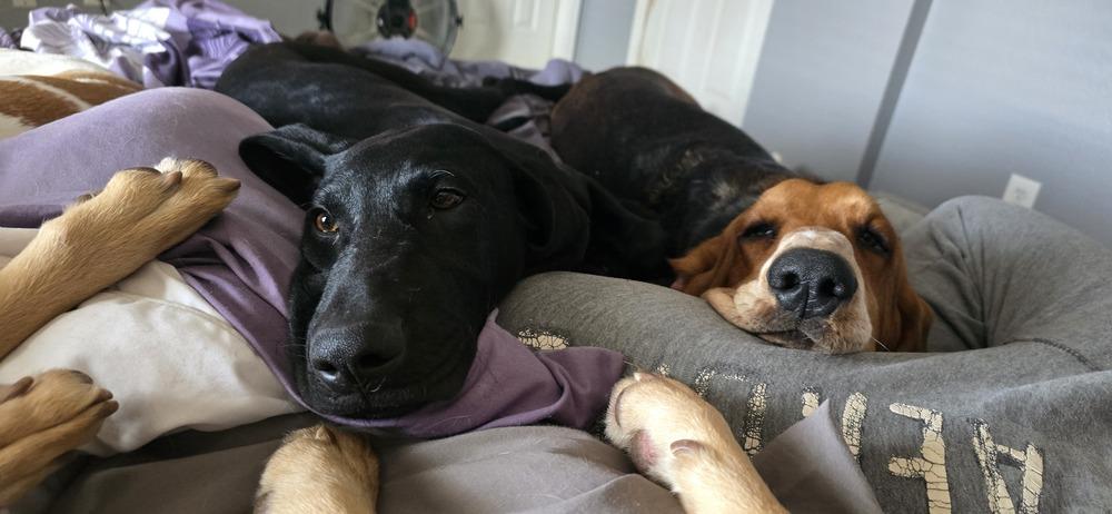 Caffery / Dante, Adoptable, Puppy Male Labrador Retriever & Mixed Breed.