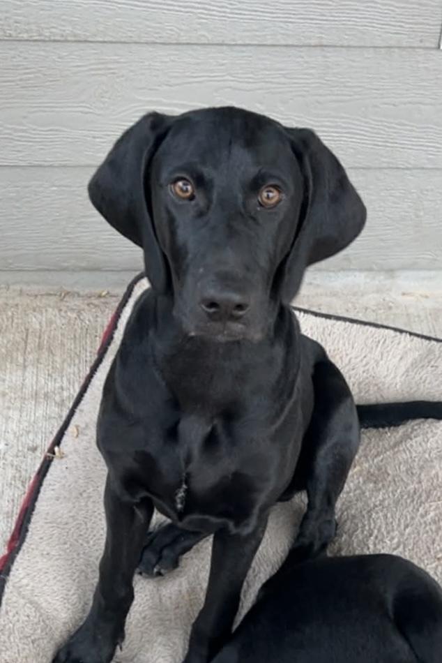 Enlarge Caffery / Dante, a Adoptable mixed breed in Broomfield, CO image 2/6