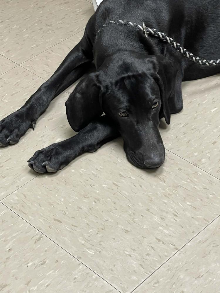 Enlarge Caffery / Dante, a Adoptable mixed breed in Broomfield, CO image 3/6