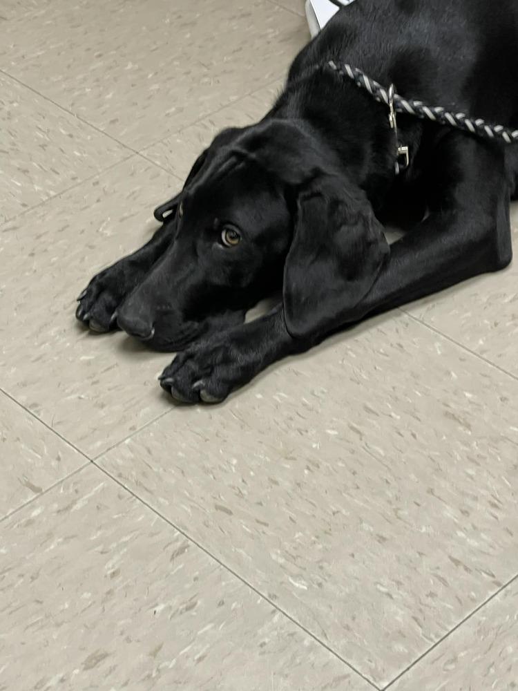 Enlarge Caffery / Dante, a Adoptable mixed breed in Broomfield, CO image 4/6