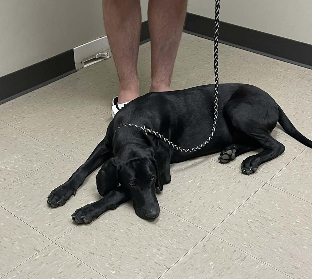 Enlarge Caffery / Dante, a Adoptable mixed breed in Broomfield, CO image 5/6