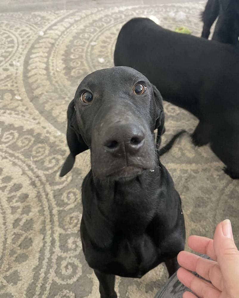 Enlarge Caffery / Dante, a Adoptable mixed breed in Broomfield, CO image 6/6