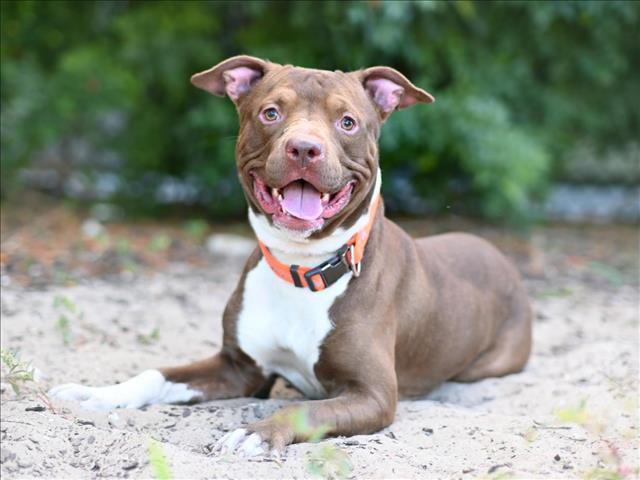 Enlarge CAL, a Adoptable Labrador Retriever in Tavares, FL image 1/1