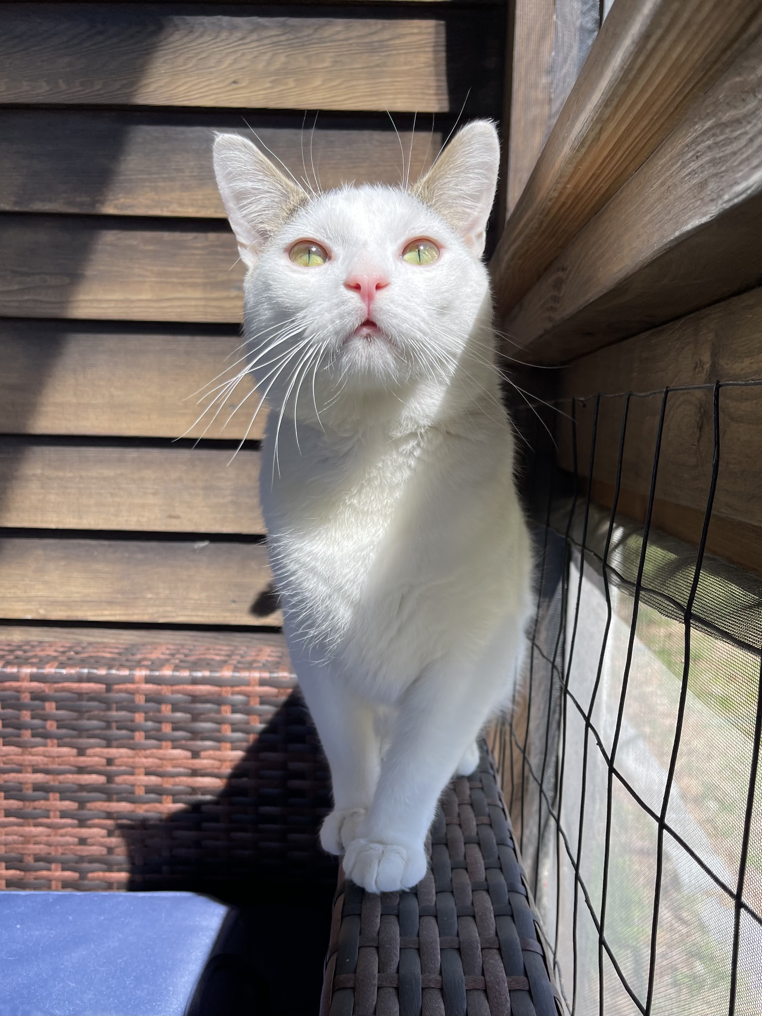 Enlarge Casanova (Nova), a Adopted Domestic Short Hair in LAKE HOPATCONG, NJ image 1/6