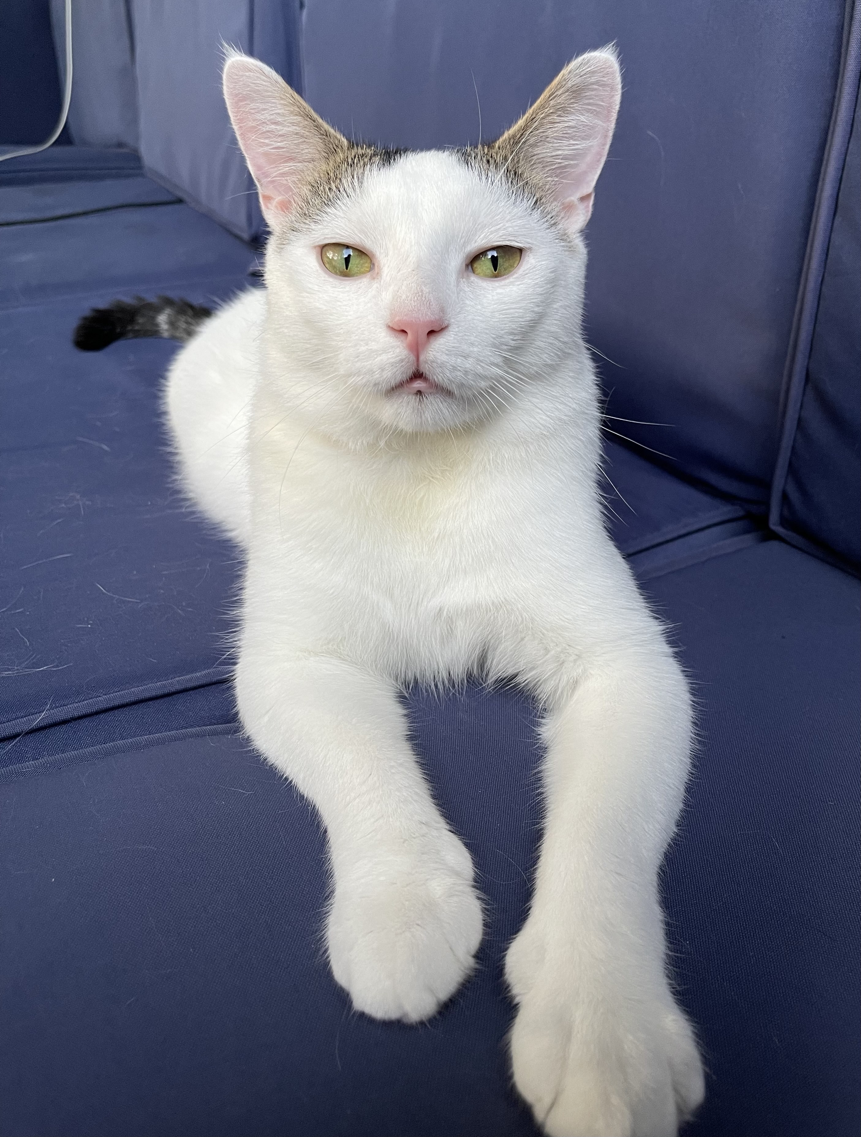 Enlarge Casanova (Nova), a Adopted Domestic Short Hair in LAKE HOPATCONG, NJ image 5/6