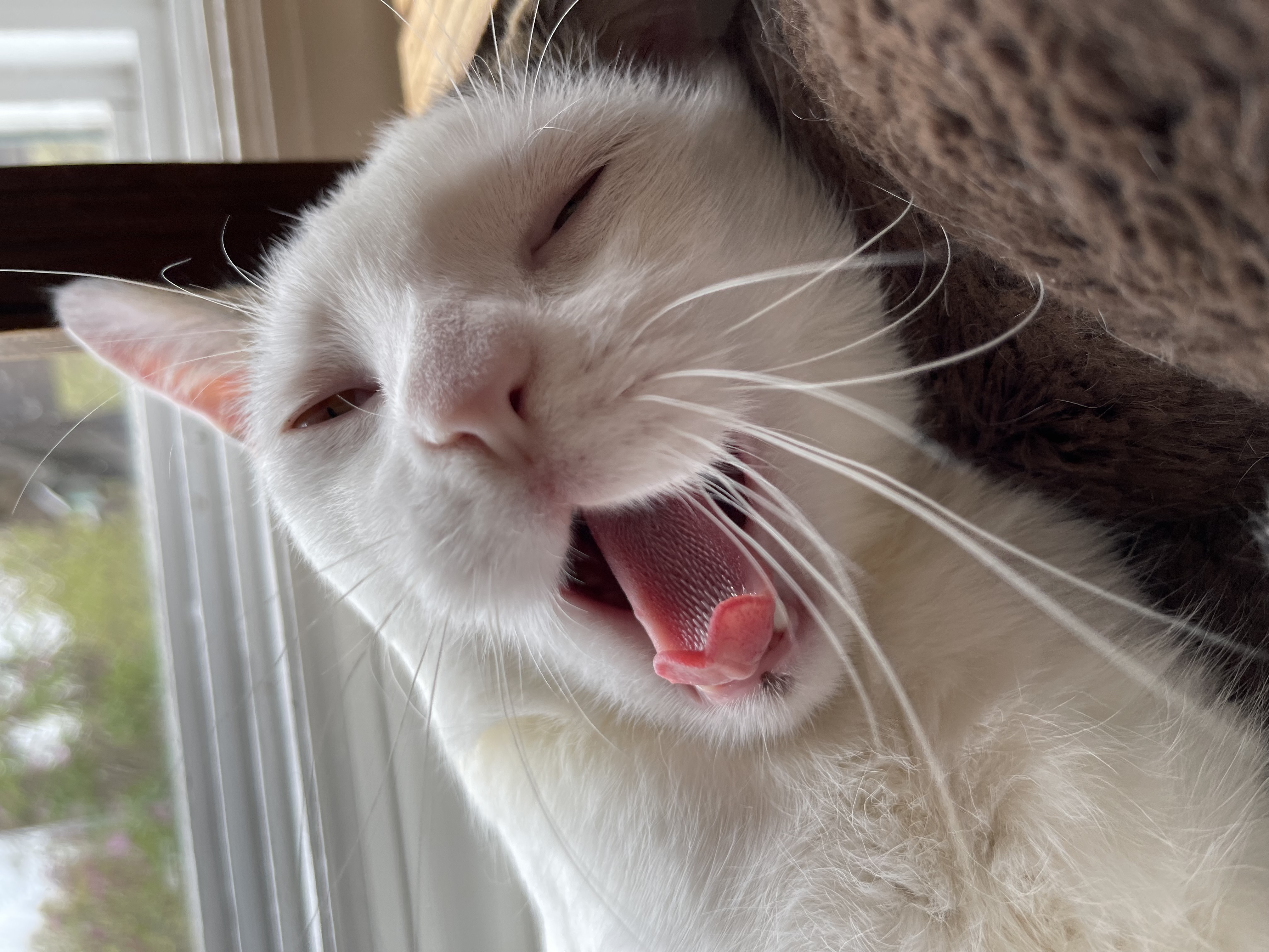 Enlarge Casanova (Nova), a Adopted Domestic Short Hair in LAKE HOPATCONG, NJ image 6/6