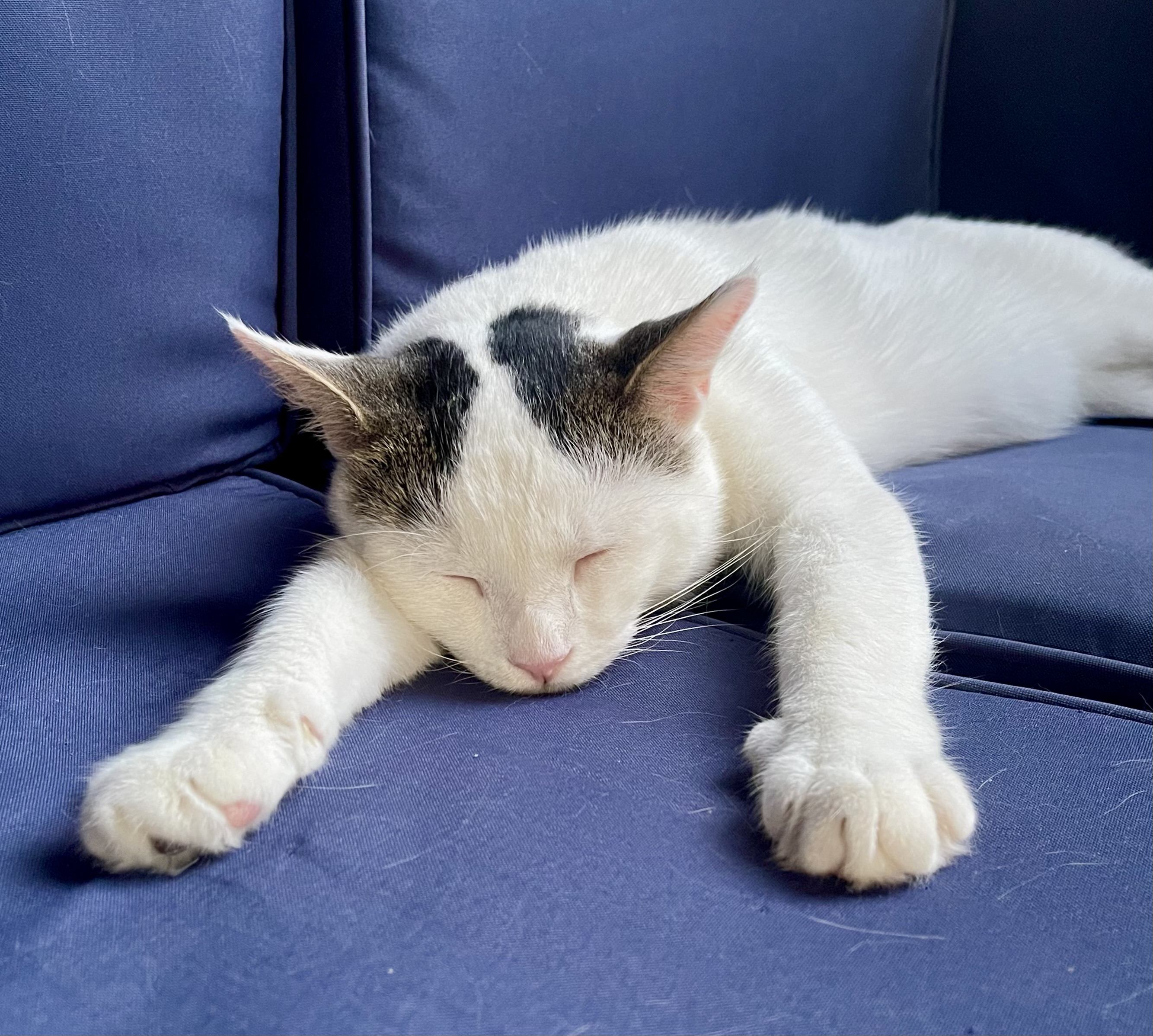 Enlarge Casanova (Nova), a Adopted Domestic Short Hair in LAKE HOPATCONG, NJ image 3/6