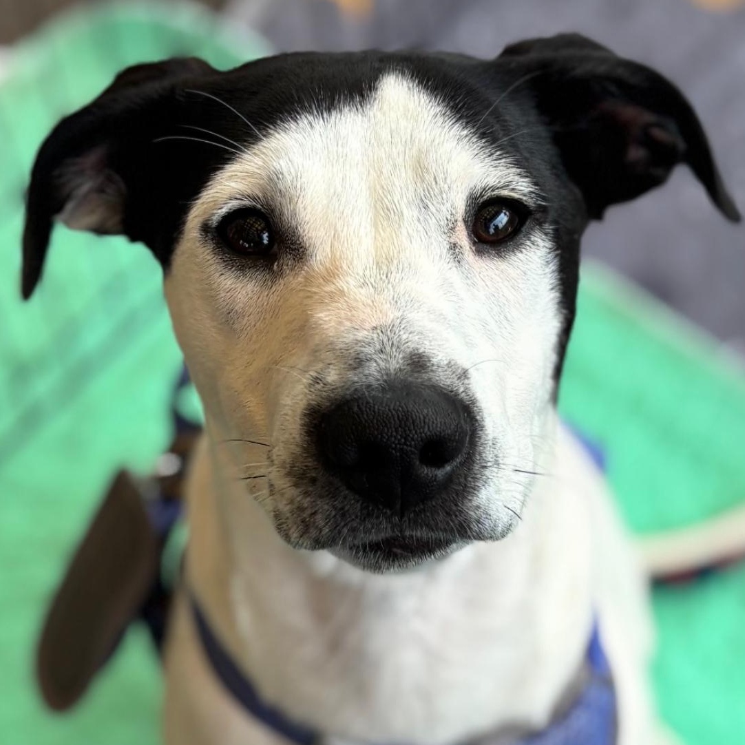 Enlarge Johnny, a Adoptable Hound in Richmond, VA image 3/6