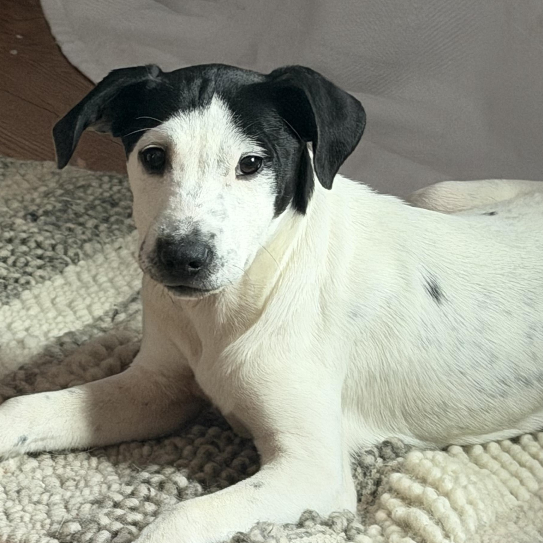 Enlarge Johnny, a Adoptable Hound in Richmond, VA image 5/6