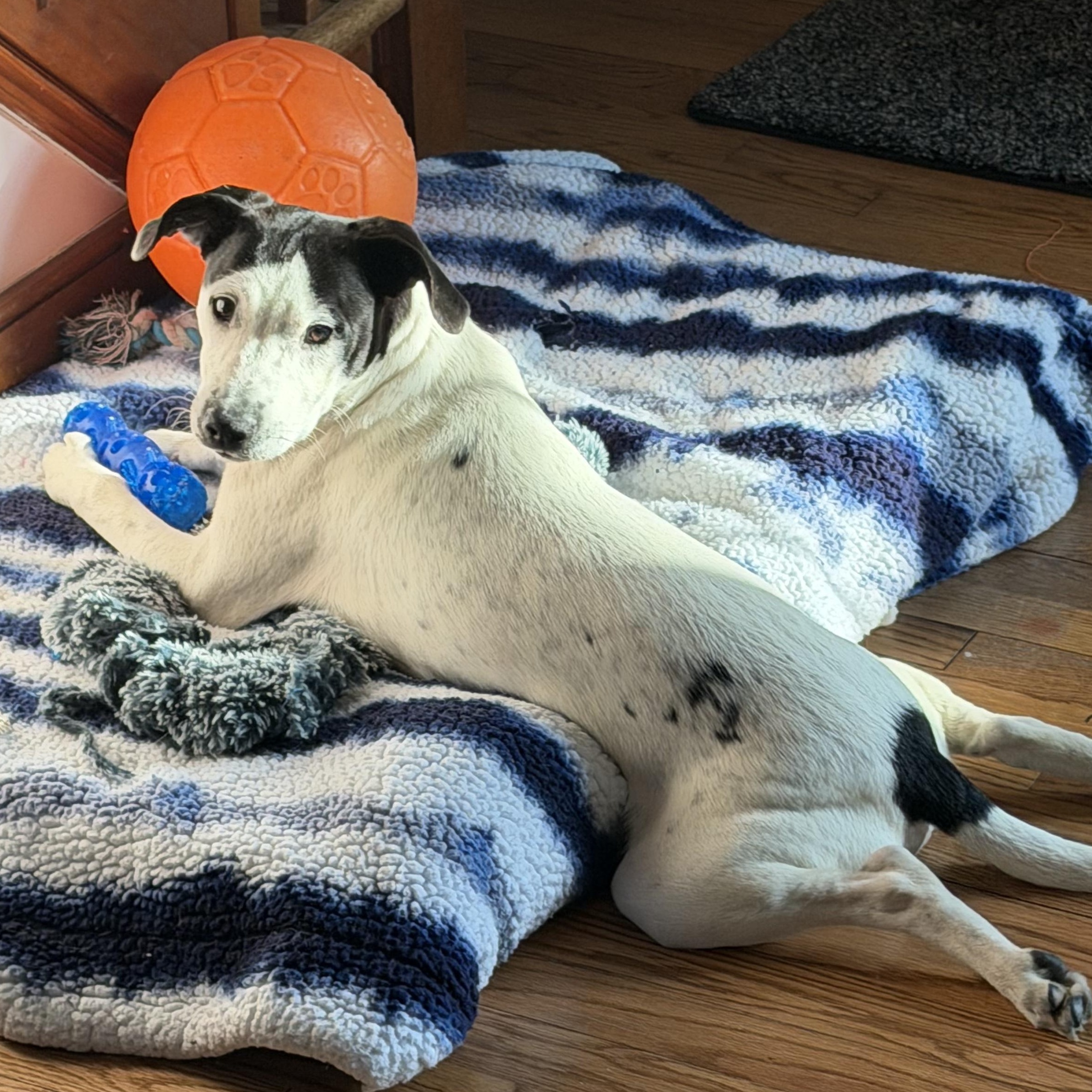 Enlarge Johnny, a Adoptable Hound in Richmond, VA image 6/6