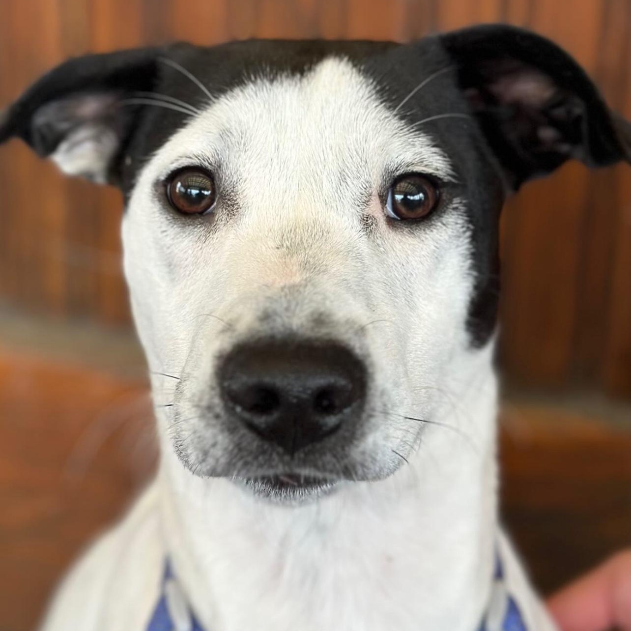 Johnny, Adoptable, Puppy Male Hound.