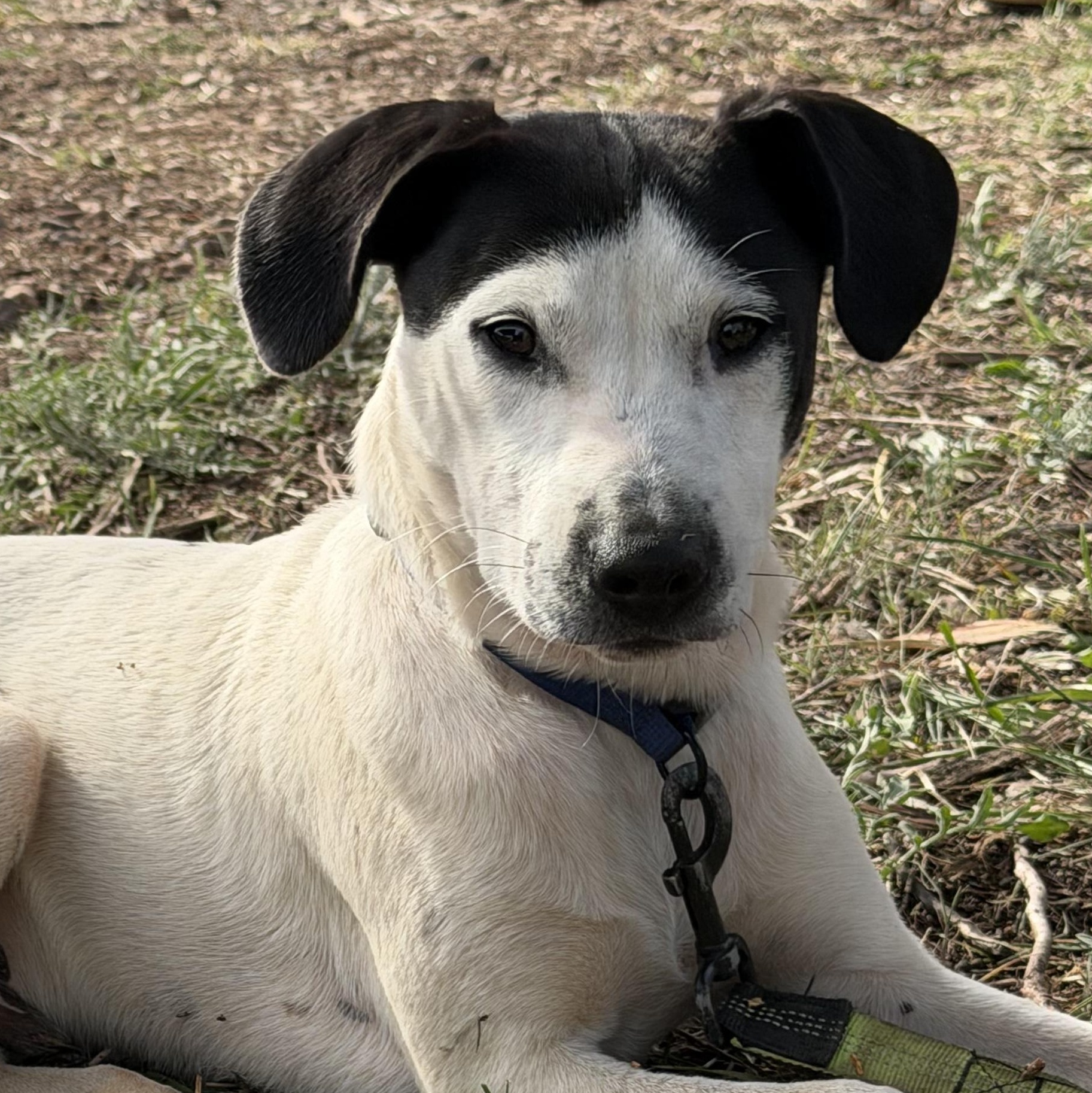 Enlarge Johnny, a Adoptable Hound in Richmond, VA image 2/6