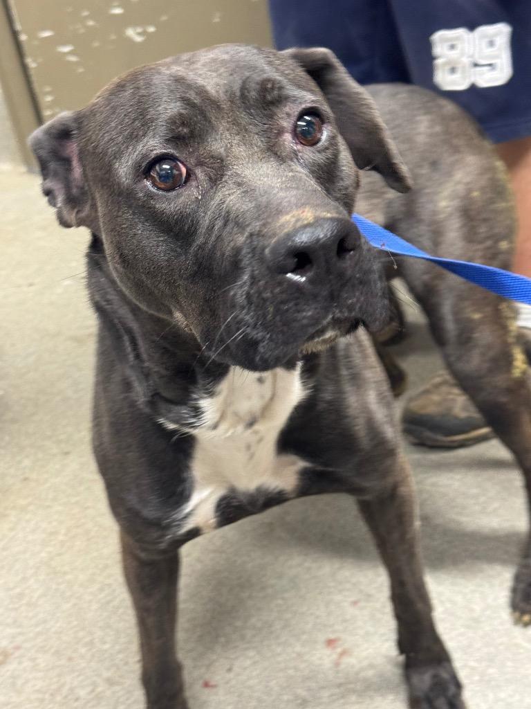Rita, Adoptable, Young Female Cane Corso.