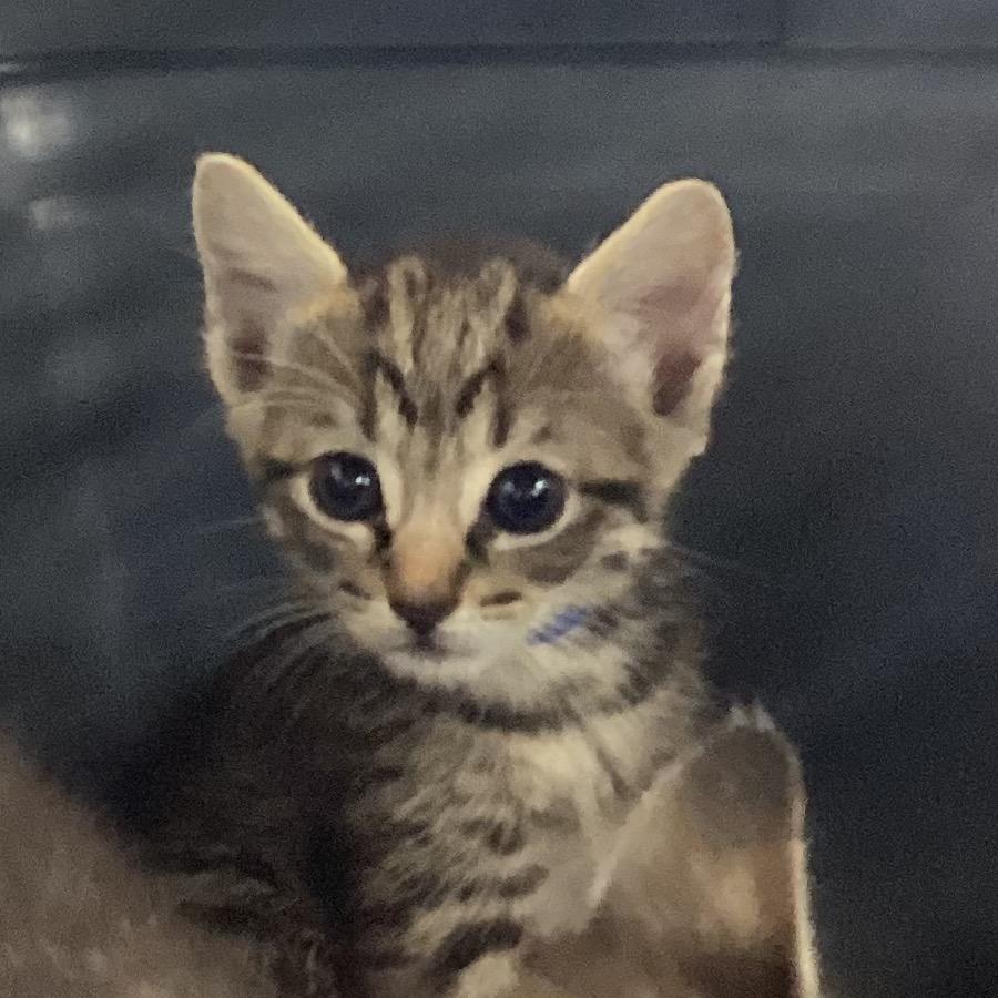 Parmesan, Adoptable, Kitten Male Domestic Short Hair.