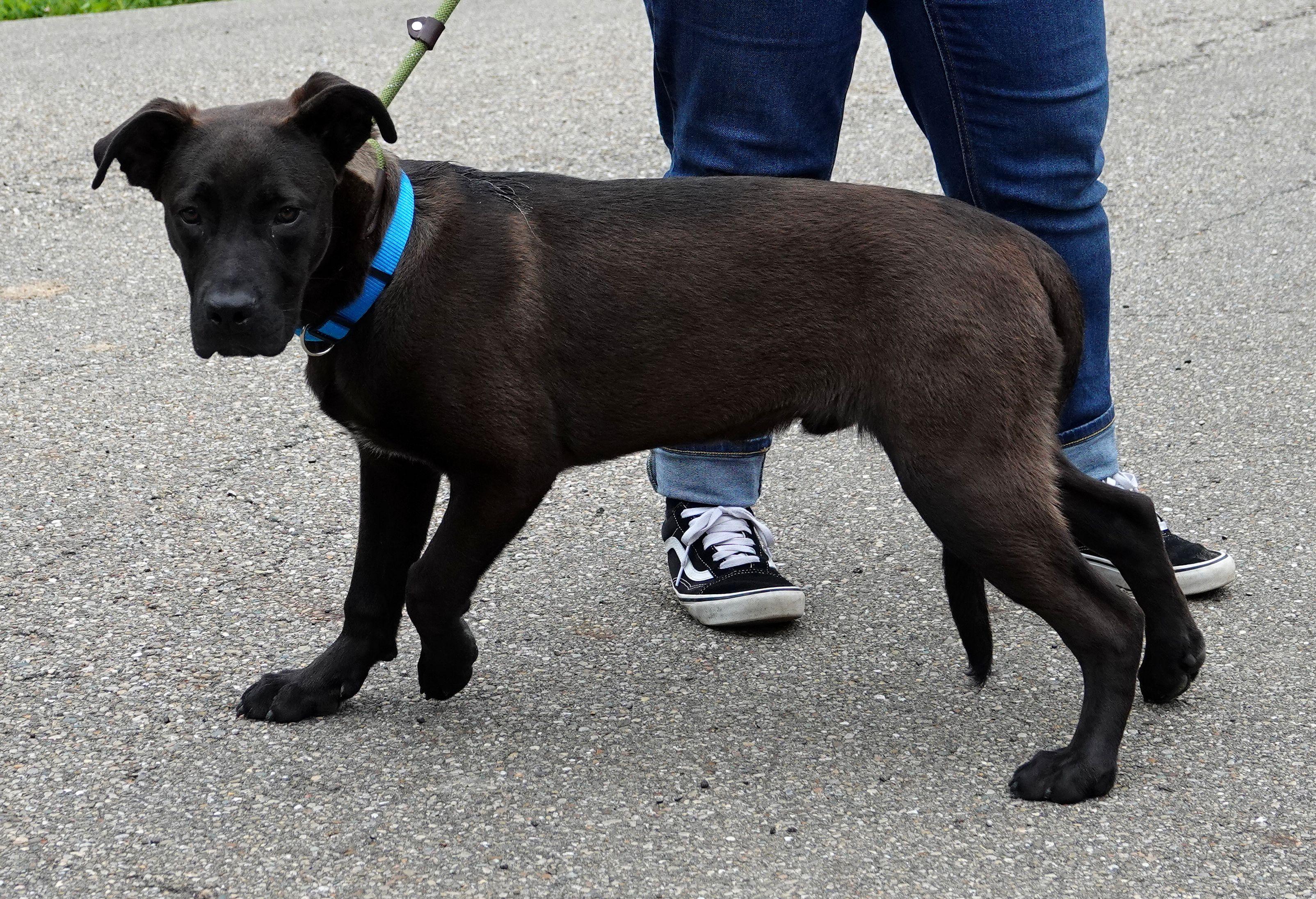 Eric, a ADOPTABLE mixed breed in Millfield, OH image 3/3