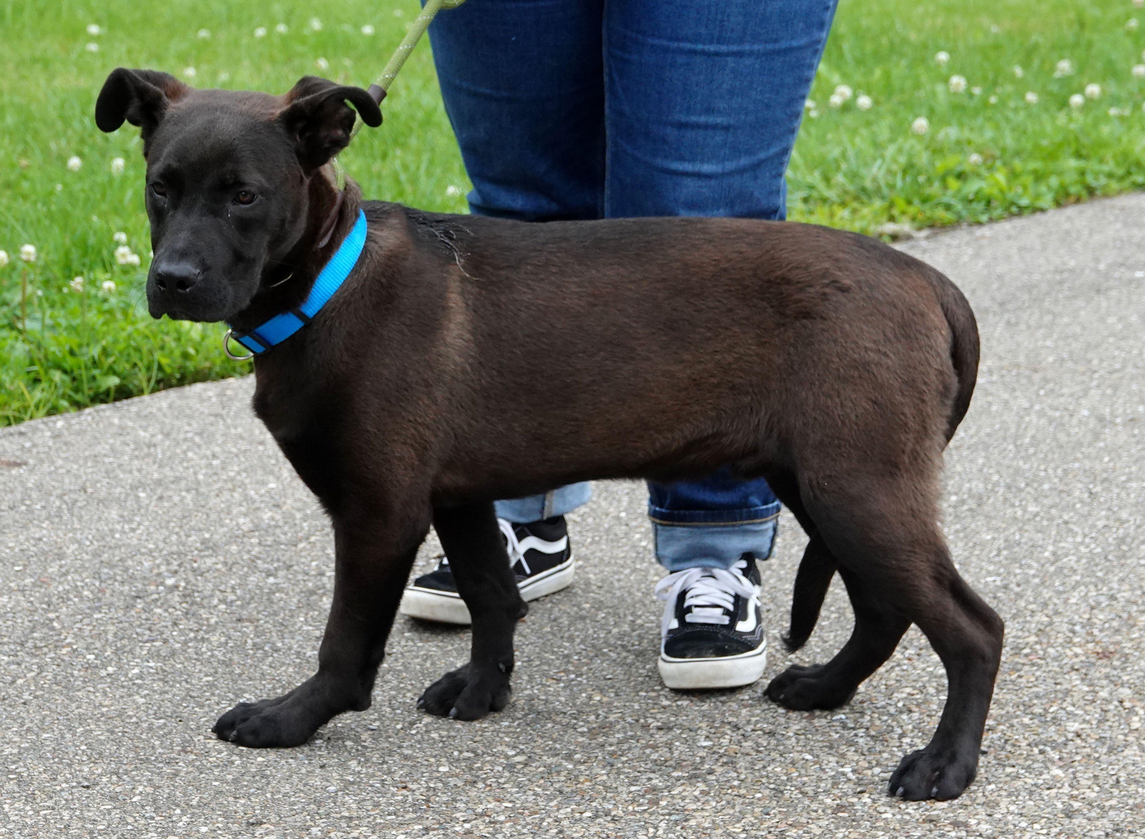 Eric, a ADOPTABLE mixed breed in Millfield, OH image 2/3