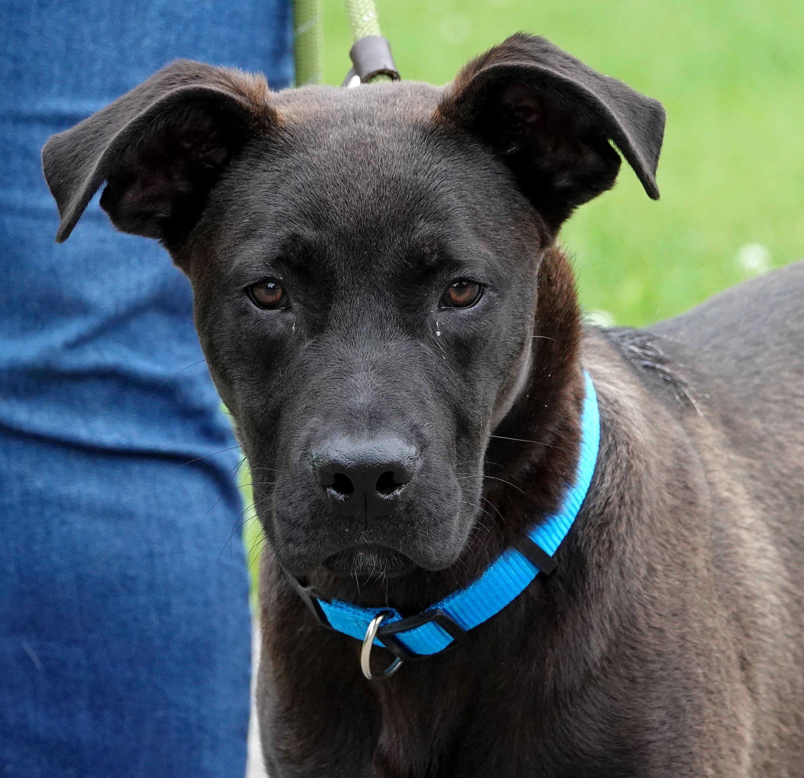 Eric, a ADOPTABLE mixed breed in Millfield, OH image 1/3