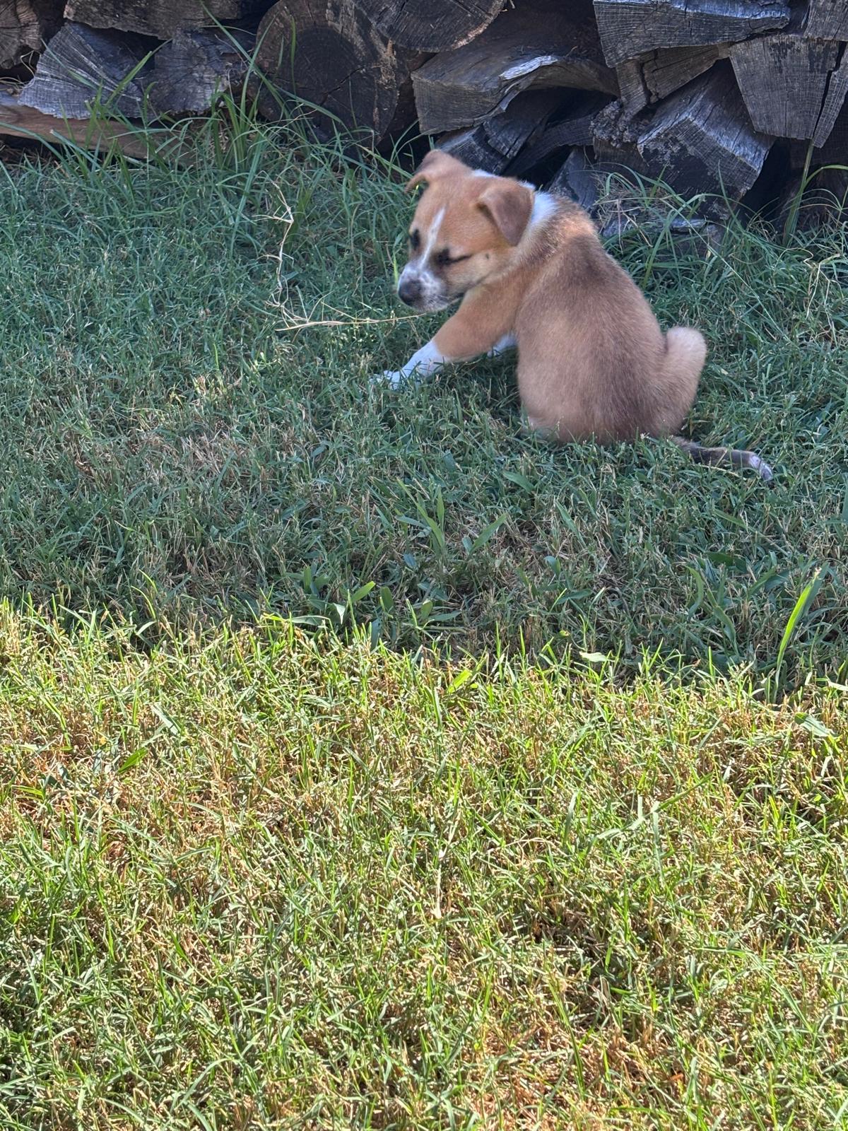 Enlarge Rider, a Adopted Mixed Breed in Pilot Point, TX image 3/6