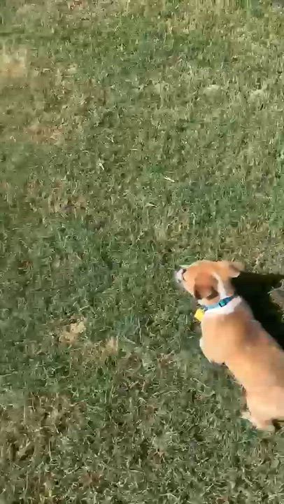 Enlarge Rider, a Adopted Mixed Breed in Pilot Point, TX video 6/6