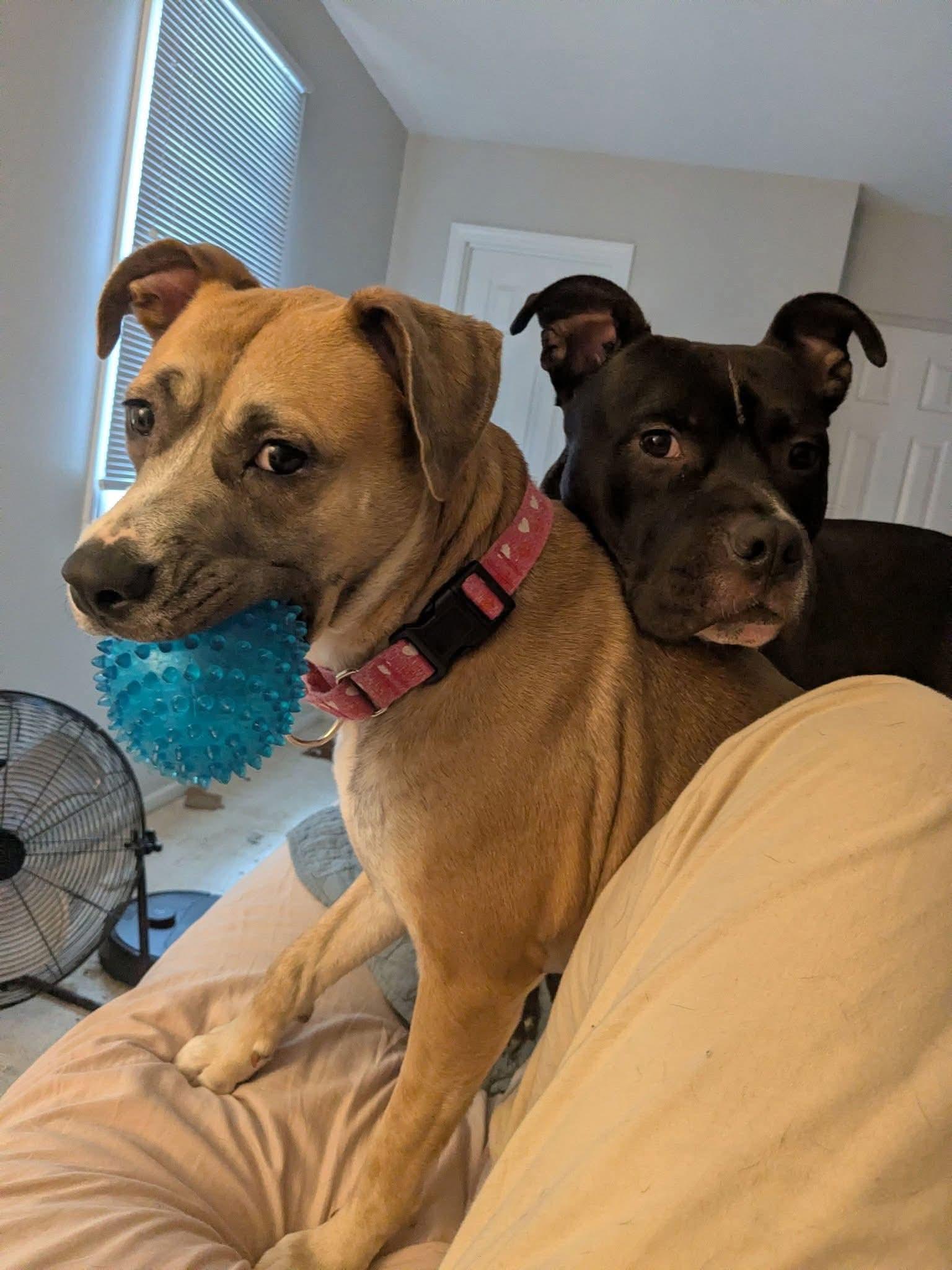 Lucky Clover thumbnail 2