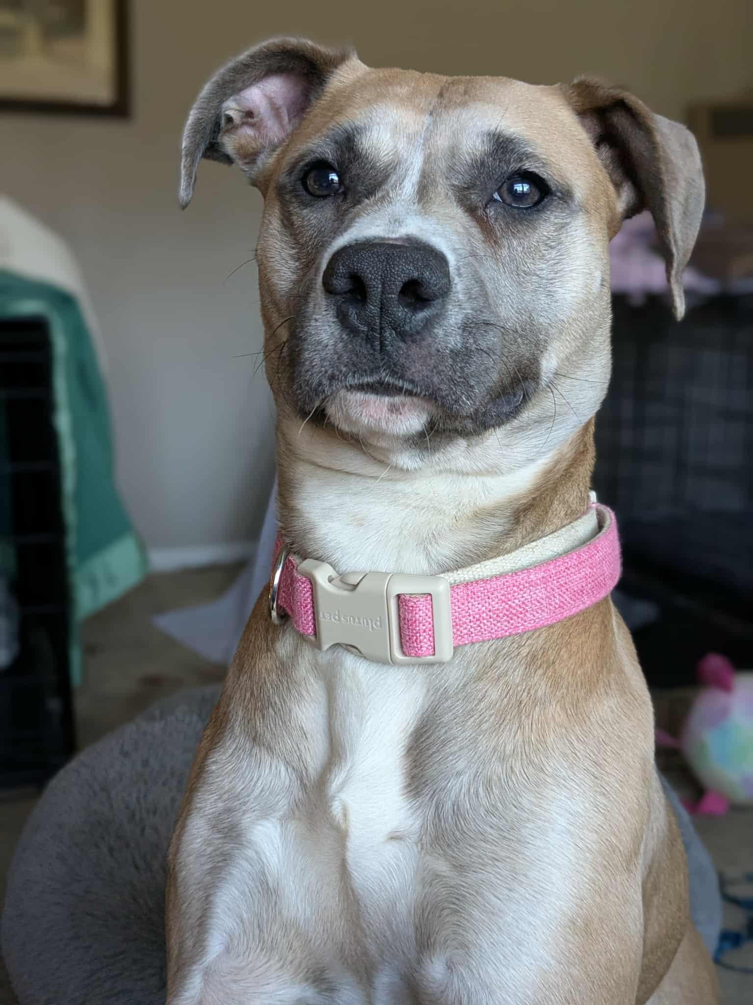 Lucky Clover thumbnail 3