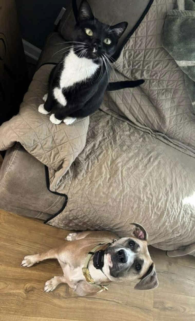 Lucky Clover thumbnail 3