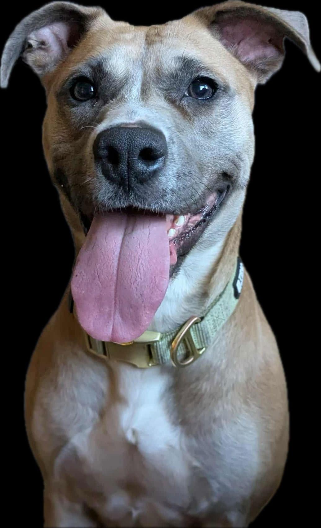 Lucky Clover thumbnail 4