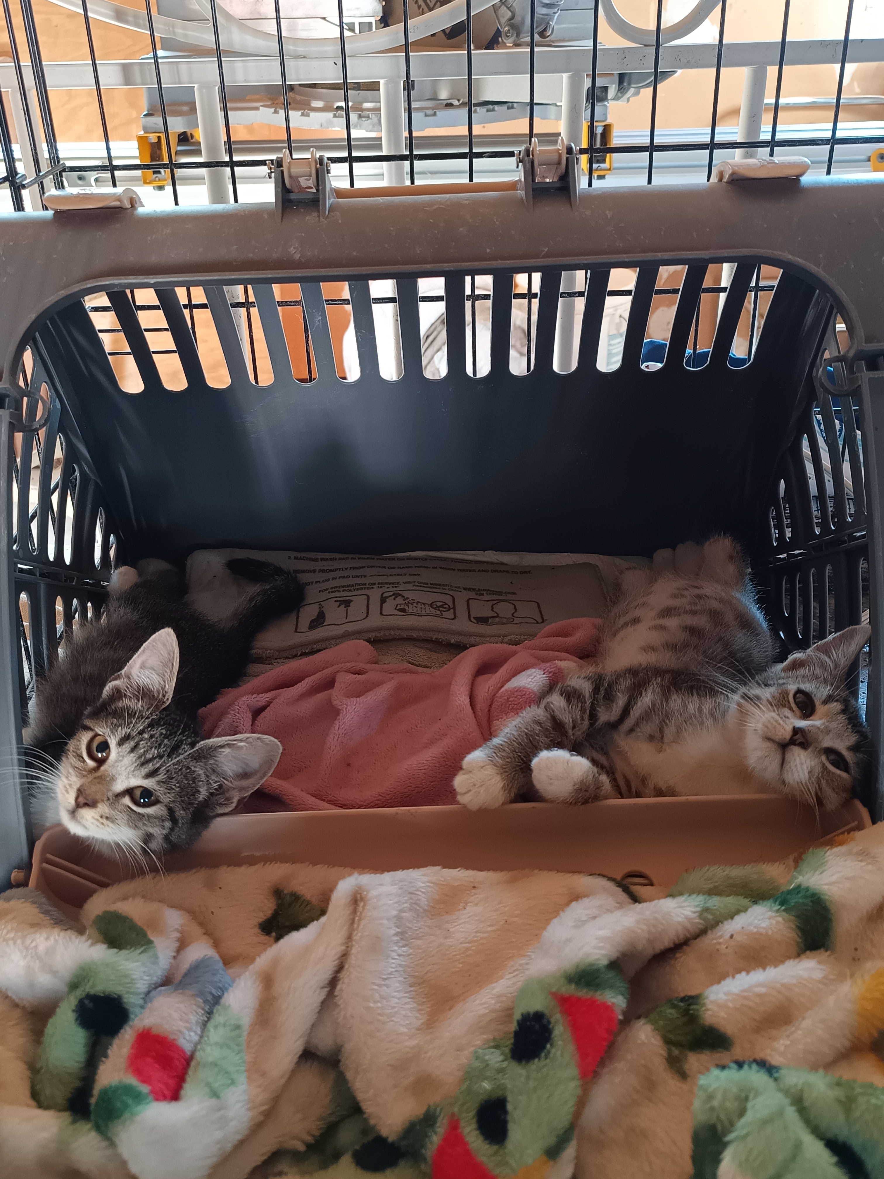Eva, adopted, Kitten Female Domestic Short Hair.
