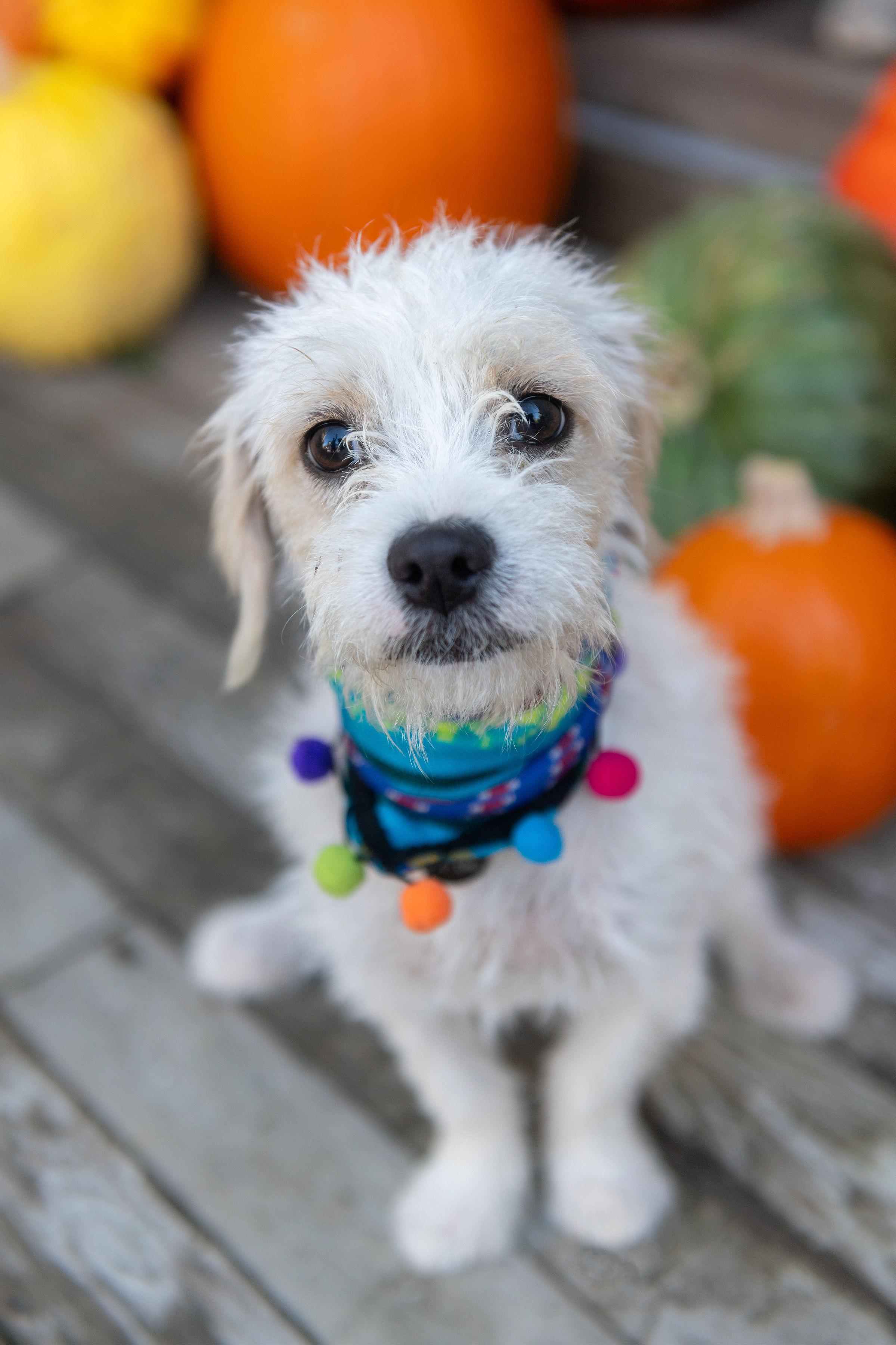 Enlarge Moon, an adopted mixed breed in Santa Rosa, CA image 1/3