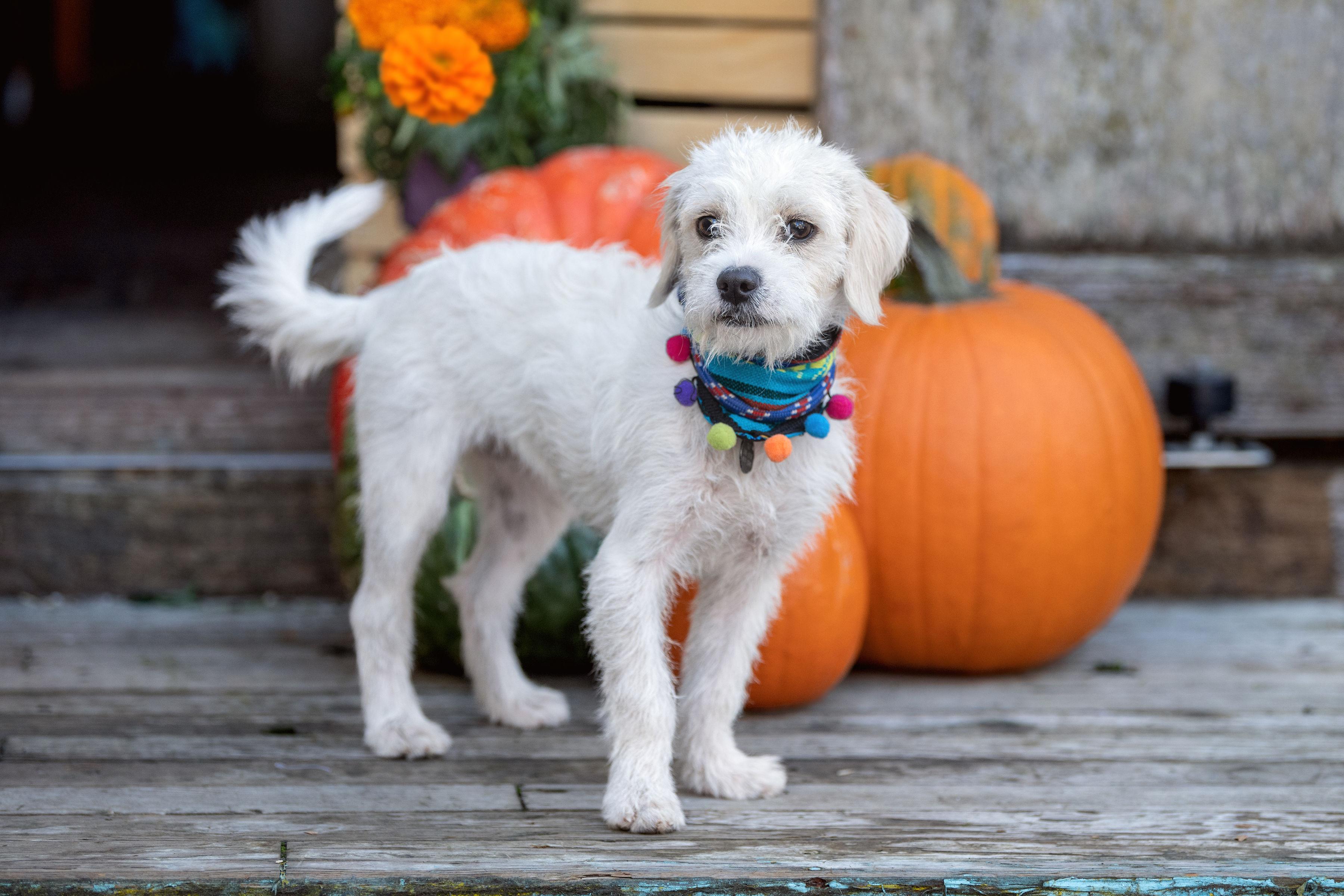 Enlarge Moon, an adopted mixed breed in Santa Rosa, CA image 3/3