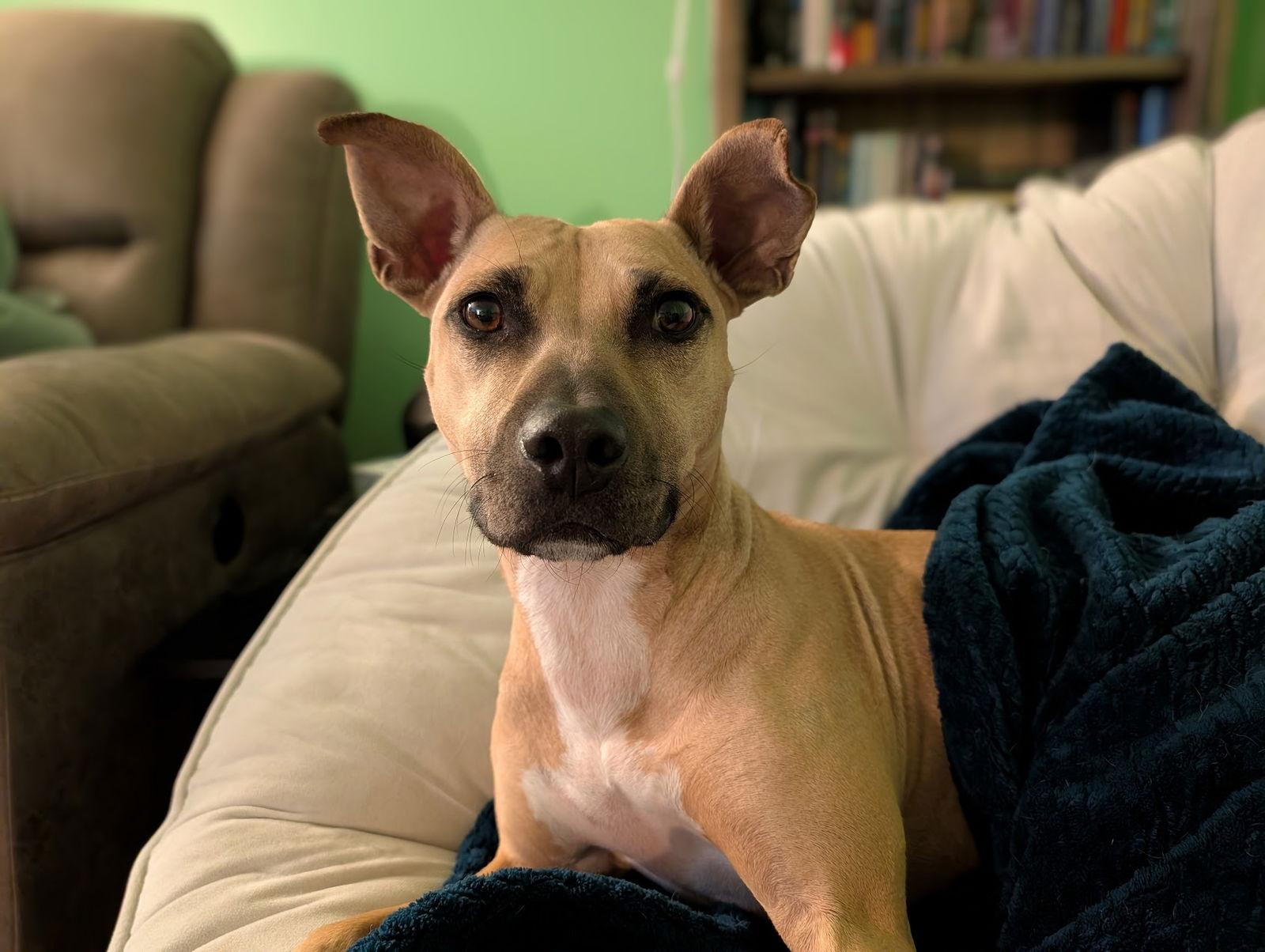 Polly, a Adoptable mixed breed in Arlington, VA image 1/3