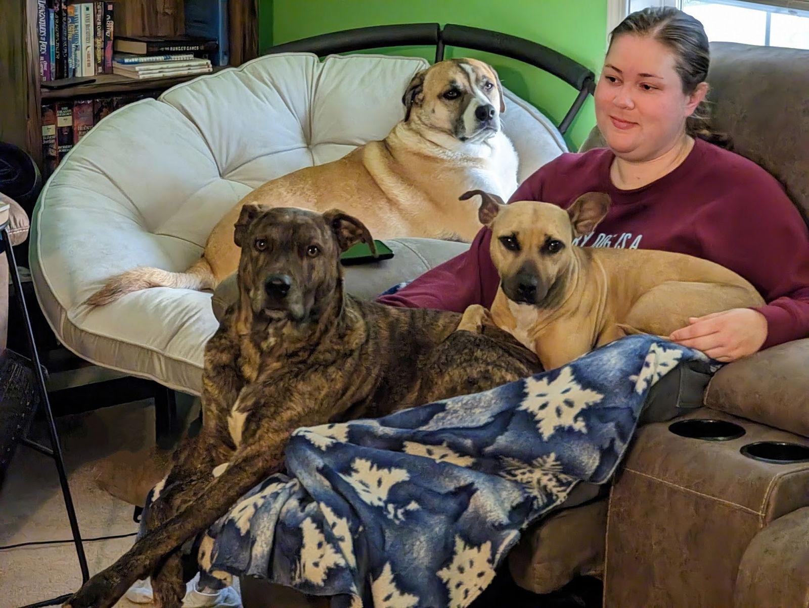 Polly, a Adoptable mixed breed in Arlington, VA image 2/3