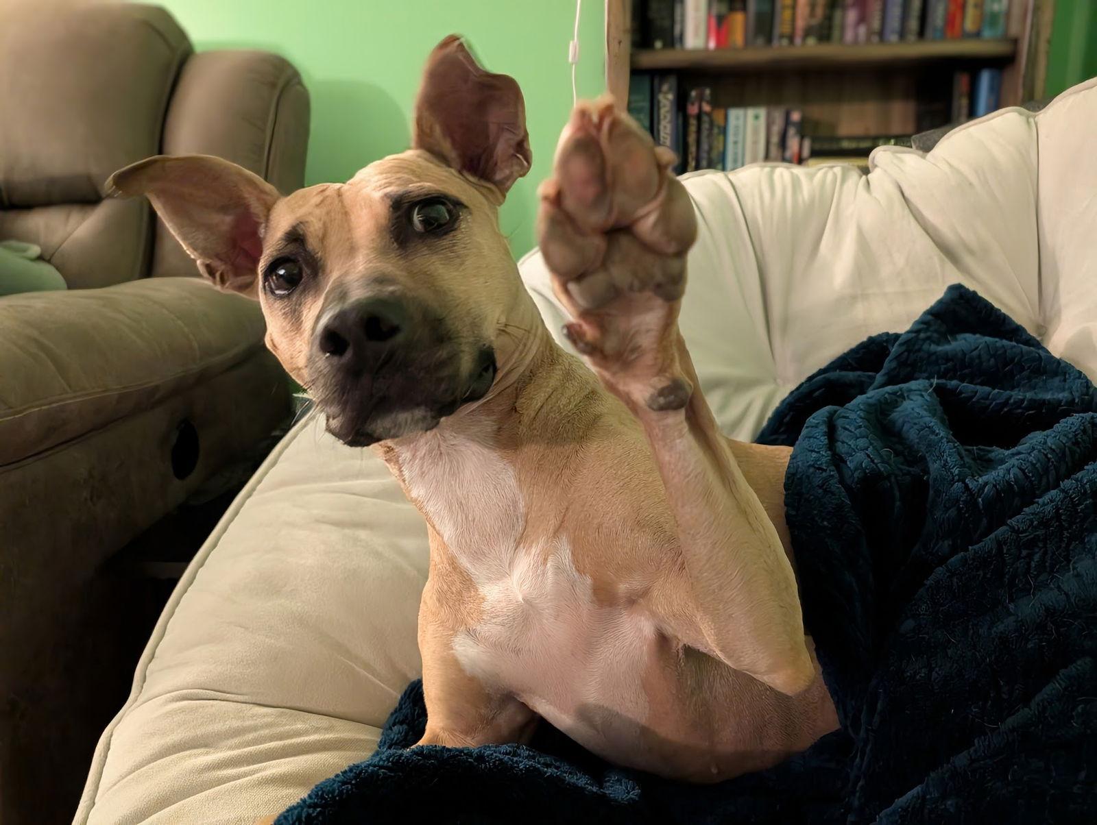 Polly, a Adoptable mixed breed in Arlington, VA image 3/3