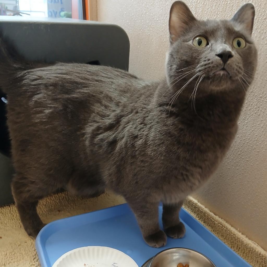 Enlarge Taco, a Adoptable Russian Blue in Utica, MI image 1/6