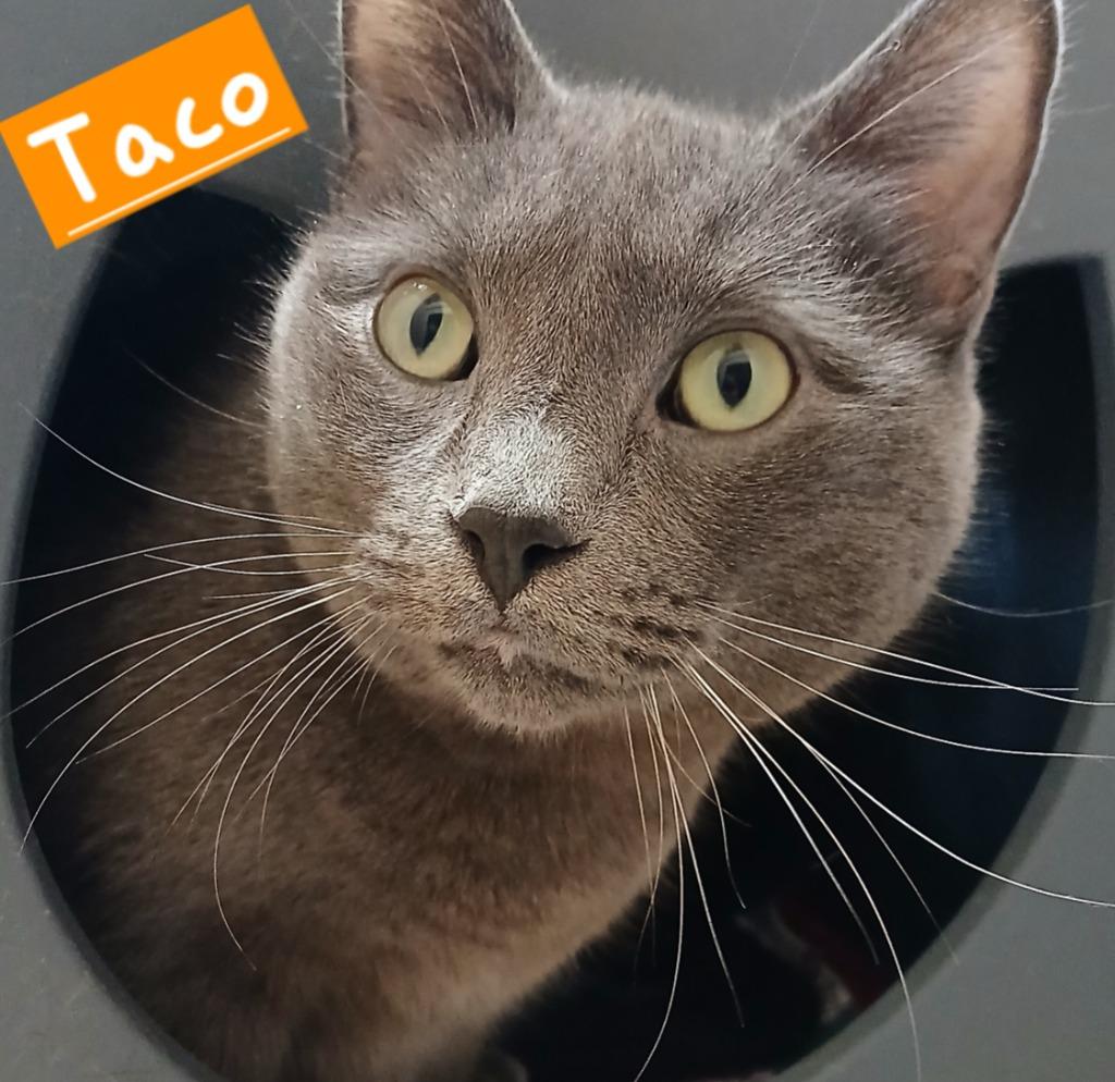 Enlarge Taco, a Adoptable Russian Blue in Utica, MI image 2/6