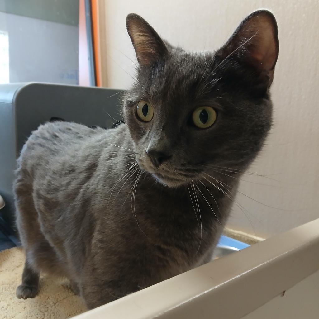 Enlarge Taco, a Adoptable Russian Blue in Utica, MI image 3/6