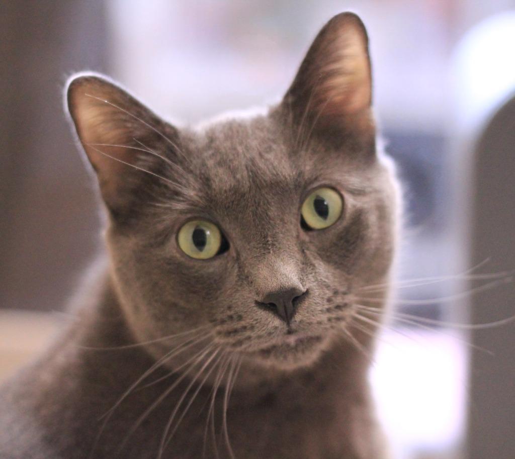 Enlarge Taco, a Adoptable Russian Blue in Utica, MI image 4/6